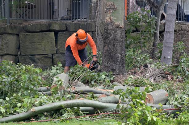 West Ishpeming, MI Tree Service Company